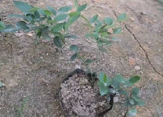植物繁殖|蓝莓扦插繁殖方法和注意事项