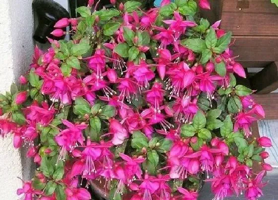 开花时间|倒挂金钟四季开花吗