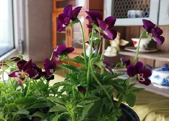 花语|什么花代表沉默忧郁