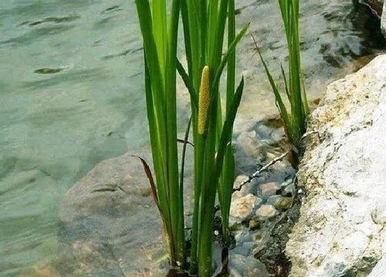 种植管理|人工浮岛常用水生植物 人工浮岛适合种植的漂浮类植物