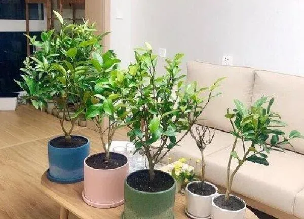 植物移栽|金桔上盆时间与养护方法