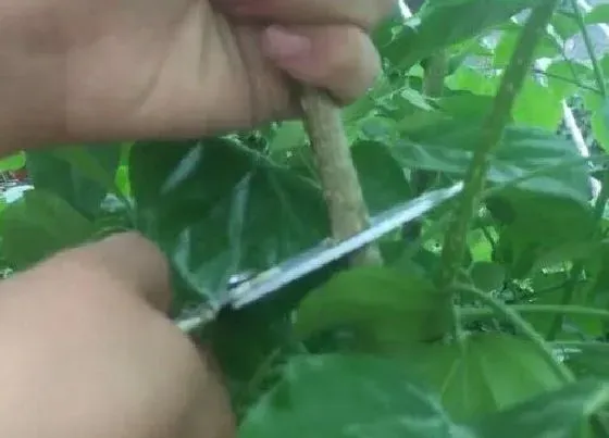 植物修剪|大幸福树怎么修剪方法