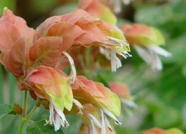 养殖方法|虾衣花的养殖方法和注意事项