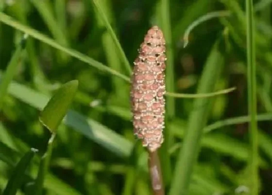 生长环境|能探测黄金的植物 靠近什么植物能找到黄金