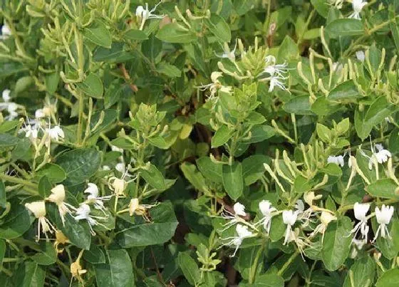 植物百科|耐寒耐旱的花卉有哪些