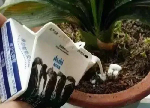 植物浇水|过期牛奶能直接浇花吗 过期纯牛奶浇花正确方法