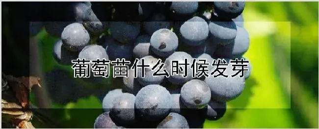 葡萄苗什么时候发芽 | 种植资料