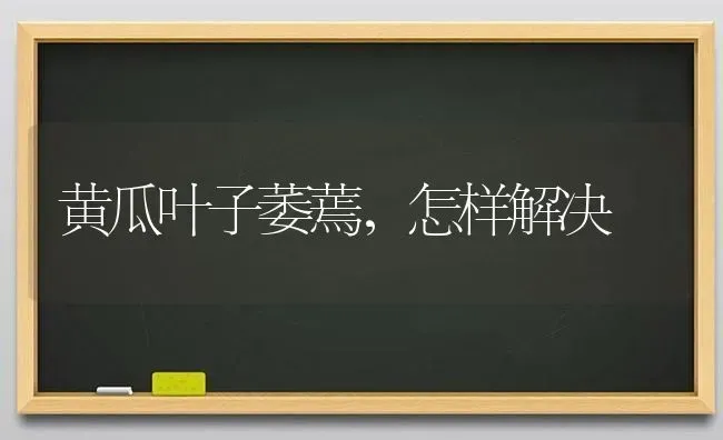 黄瓜叶子萎蔫，怎样解决 | 蔬菜种植