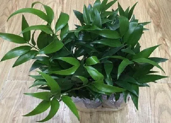 植物移栽|竹柏怎么分盆容易成活