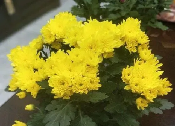 花语|菊花的花语是什么