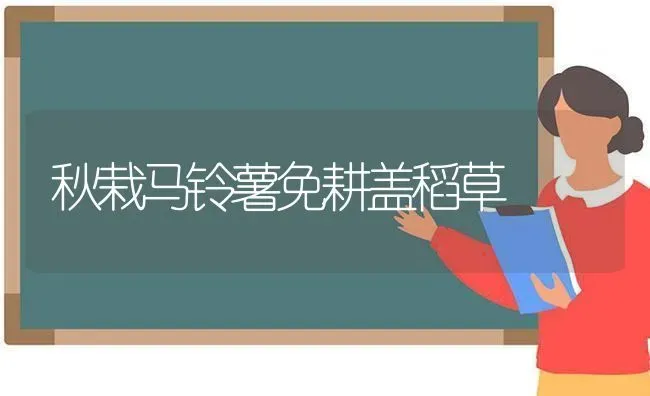 秋栽马铃薯免耕盖稻草 | 粮油作物种植