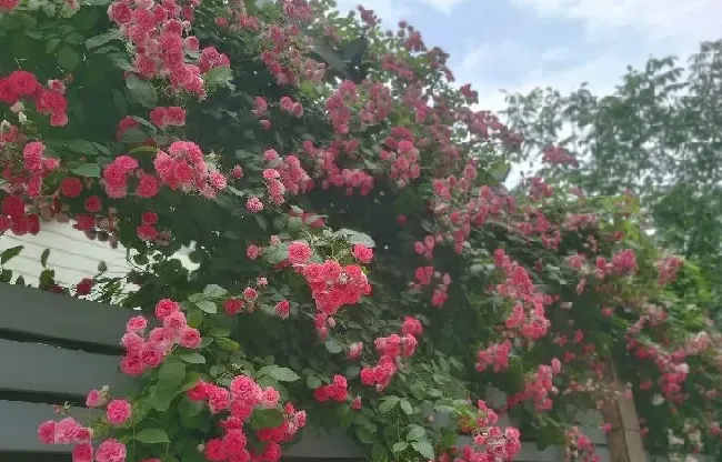 植物百科|藤本胭脂扣月季花优缺点（耐寒耐晒四季开花胭脂扣长多高）