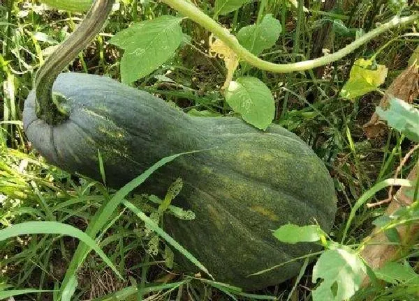 养殖科普|南瓜喜阴还是喜阳光的植物 生长对光照要求