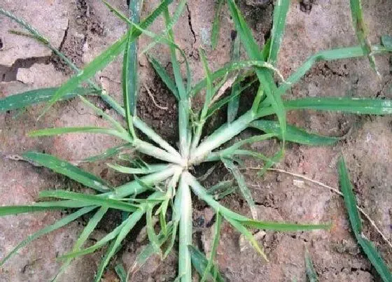 根部|蟋蟀草的根是什么样子的