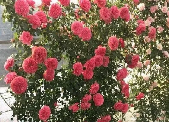 叶子发黄|蔷薇叶子发黄怎么办
