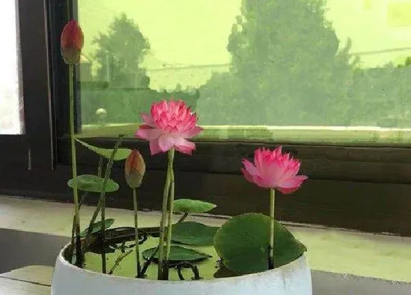 植物换土|碗莲换土时间和方法