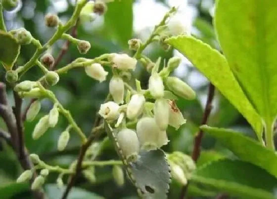 植物百科|乌饭叶是什么植物类别