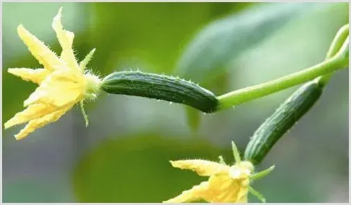 黄瓜早衰的综合防治措施 | 种植施肥
