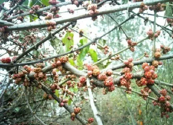 植物百科|桑树一年能长多高