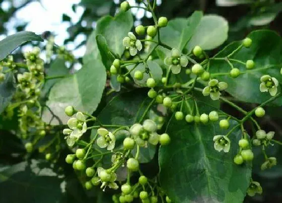 植物百科|扶芳藤开花吗 开花什么样子