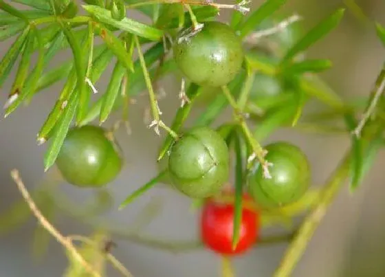 冬天植物|天门冬耐寒吗（天门冬花卉冬季养殖方法）