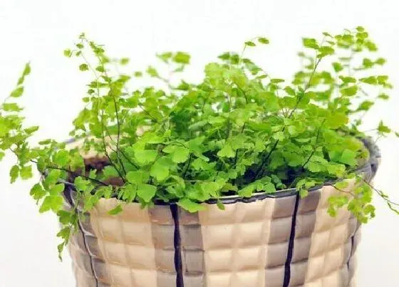 植物种类|铁线蕨是蕨类植物吗