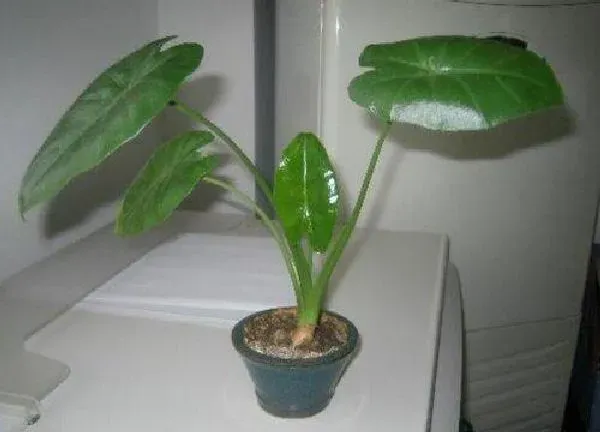 植物扦插|滴水观音可以扦插吗