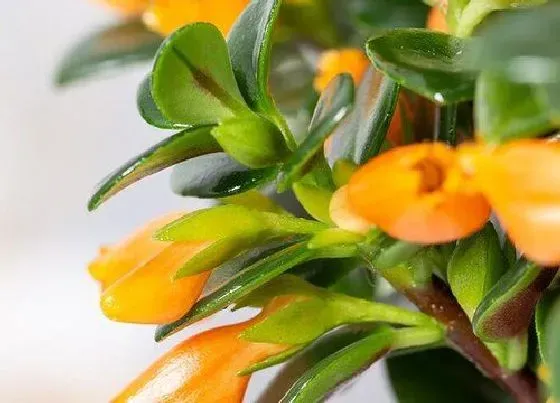 冬天植物|金鱼吊兰耐寒吗