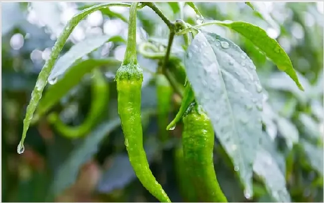 辣椒种植技术 露天如何种植辣椒？ | 自然知识