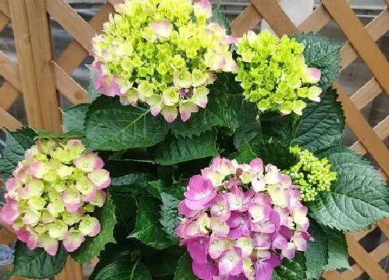 花语|绣球花花语及代表意义
