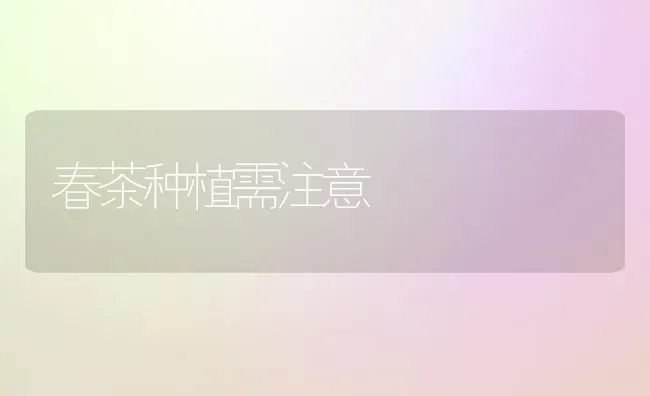 春茶种植需注意 | 植物种植百科