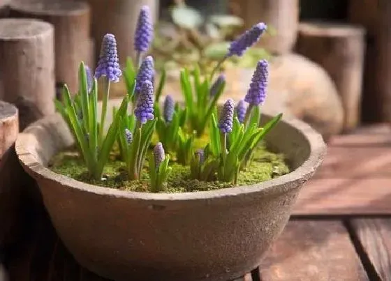 植物百科|风信子是多年生还是一年生的植物