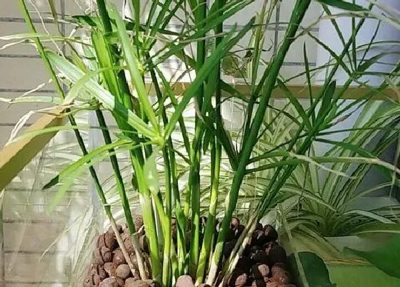 植物招财|鞋柜上放什么植物招财