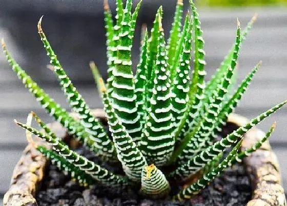 植物百科|条纹十二卷开花吗 开花是什么样子的