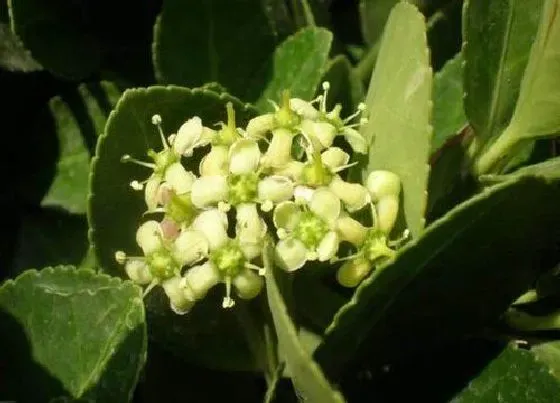 植物百科|扶芳藤开花吗 开花什么样子