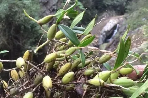 功效常识|石仙桃的功效与作用及食用方法