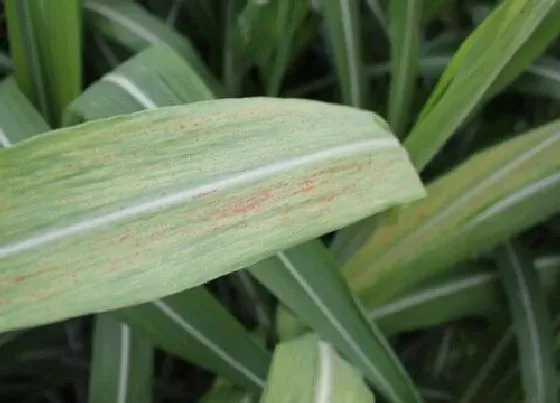植物病害|高粱花叶病症状及防治方法