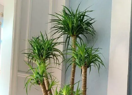 植物施肥|龙须树浇什么肥料合适