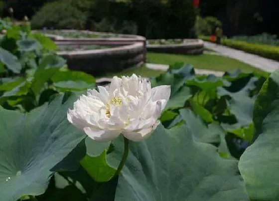 植物排行|名贵荷花十大品种图片 世界上好看珍贵的荷花品种