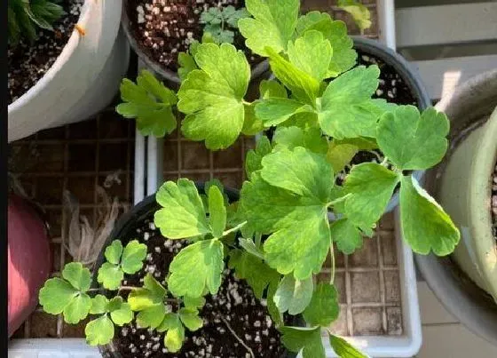 种植管理|耧斗菜种植间距是多少