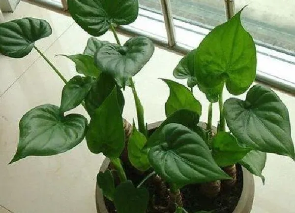 植物扦插|滴水观音可以扦插吗