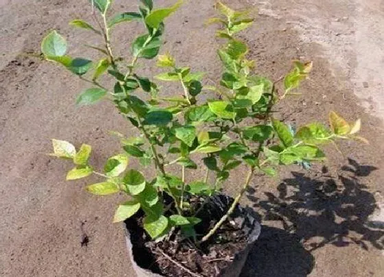 植物繁殖|蓝莓扦插繁殖方法和注意事项