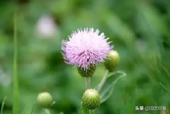 植物百科|长得像蒲公英的花是什么花（好像蒲公英的红色花植物）