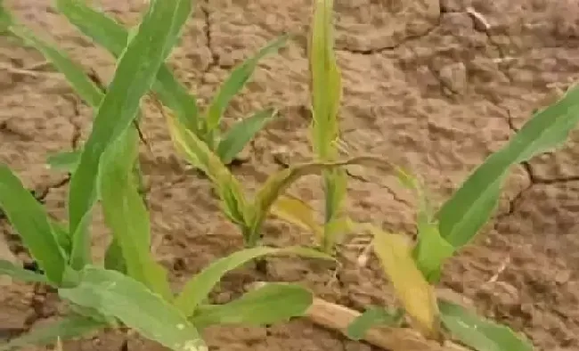 喷药|解药害用芸苔素快还是碧护快（芸苔素怎么喷解药害起效果）