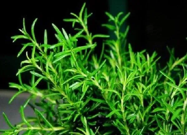 植物生根|扦插迷迭香的快速生根方法 扦插生根最快方法