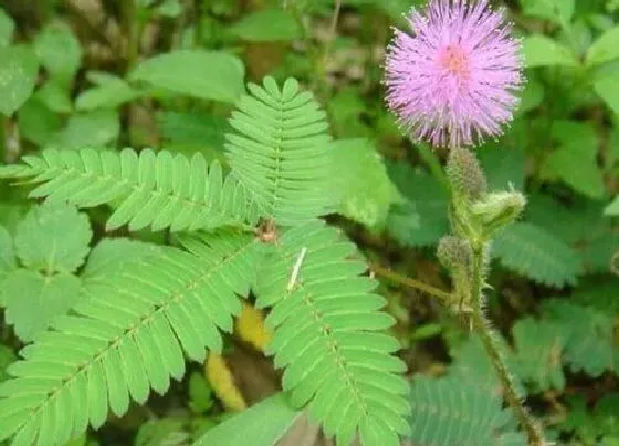 植物百科|含羞草开花吗 开什么样的花