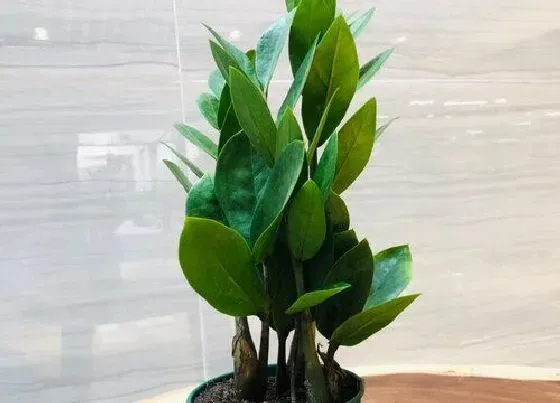 秋天植物|金钱树秋天怎么养护长得好