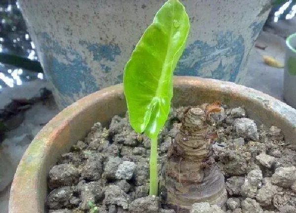 植物扦插|滴水观音可以扦插吗