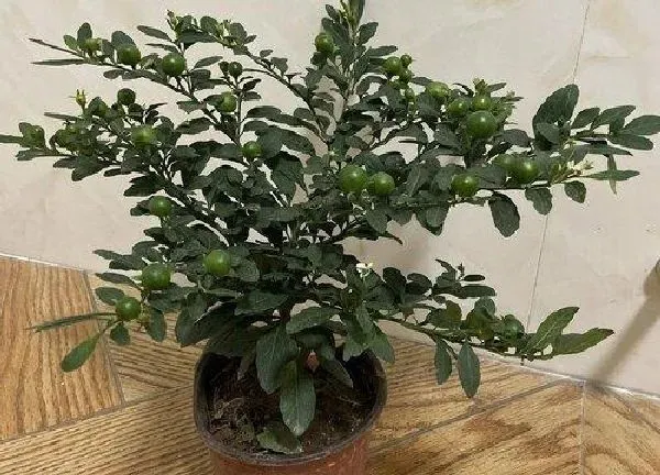 盆景|野樱桃盆景栽培技术