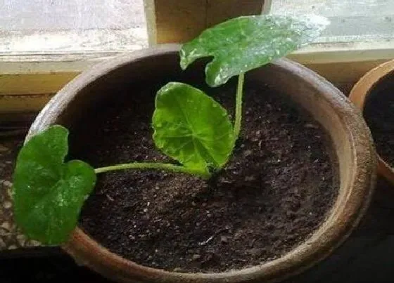 植物育苗|龟背竹老桩催芽方法 催芽技术与步骤
